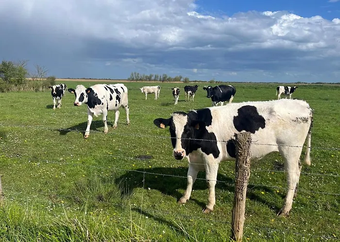 De La Mouette - Le Sauticot 4-5 Personnes شقة Ravenoville
